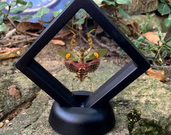 宝石花カマキリ、Creobroter gemmatus、フローティングボックスフレーム昆虫、本物のマウントカマキリ -