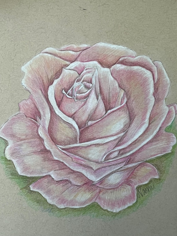 Hand-drawn Pink Rose Art | Colored Pencil Botanical Illustration
