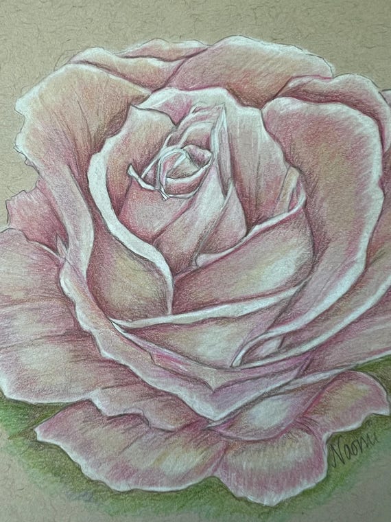 Hand-drawn Pink Rose Art | Colored Pencil Botanical Illustration