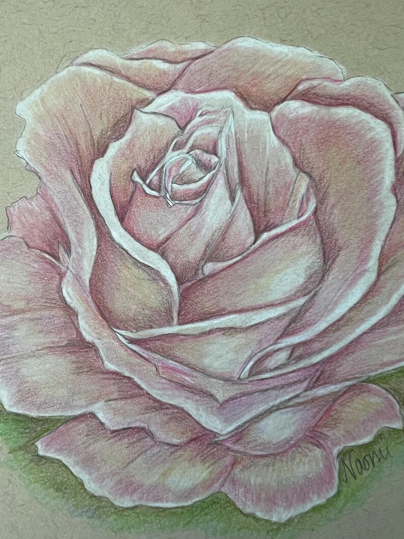 Hand-drawn Pink Rose Art | Colored Pencil Botanical Illustration - Etsy