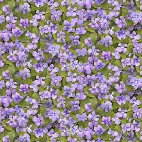 Landscape Medley Packed Violets by Elizabeth Studio 44 inches wide 100% Cotton Quilting Fabric ES-678E-Violet