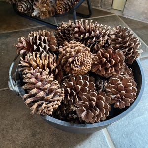 Medium Ponderosa Pine Cones