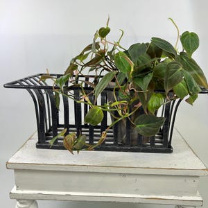 May include: A black metal wire basket with a rectangular base and flared sides containing a trailing philodendron plant with heart-shaped, dark green and bronze-toned leaves. The plant stems extend over the edges of the open-frame metal container.