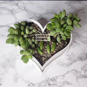Cute Heart Mini Planter, Love Succulent Plant Decor, Indoor Housewarming Plant Gift, Charming Plant Desk Decor, Pot with Drain & Saucer
