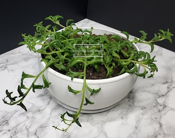 Wide Bowl Contemporary Planter, Shallow Succulent Plant Pot, Indoor Housewarming Plant Gift, Round Desk Decor, Pot with Drainage & Tray