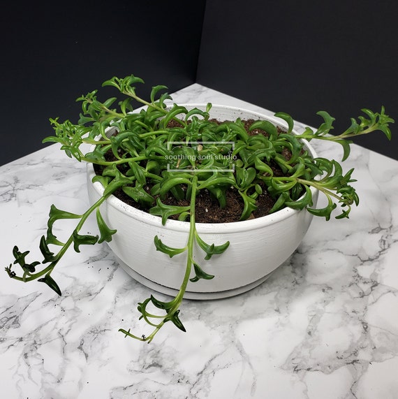 Wide Bowl Contemporary Planter Shallow Succulent Plant Pot Indoor Housewarming Plant Gift Round Desk Decor Pot With Drainage Tray Etsy UK