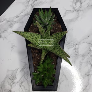 Coffin Mini Planter & Stand, Goth Succulent Planter Decor, Indoor Housewarming Plant Gift, Cute Desk Decor, Spooky Plant Pot with Drain image 10
