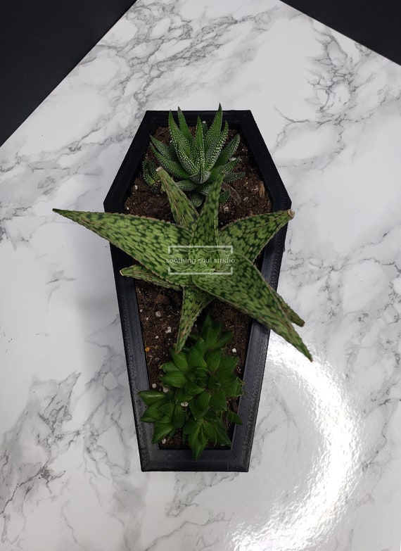 Buy Coffin Mini Planter & Stand, Goth Succulent Planter Decor, Indoor  Housewarming Plant Gift, Cute Desk Decor, Spooky Plant Pot With Drain  Online in India - Etsy