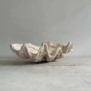 May include: A large, natural giant clam shell with a rough, textured exterior and a wavy, scalloped edge. The shell features a weathered, off-white and beige coloration with subtle brown mineral deposits across its organic, curved surface.