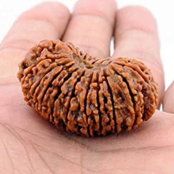 21 Mukhi Rudraksha Sacred Bead Rare- Certified A++ --IGL Lab Certified with Authentic certificate