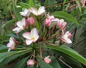 Exotic fragrant Beautiful Plumeria WHITE SHELL Frangipani Temple Tree Lucky Plant multiple colour flowering plant