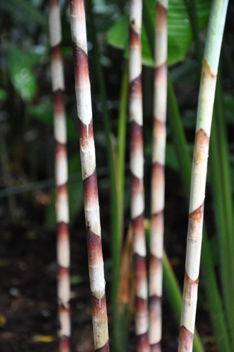 Zebra Bamboo Ginger Bamboo Costus Snake Ginger Red Snake Etsy