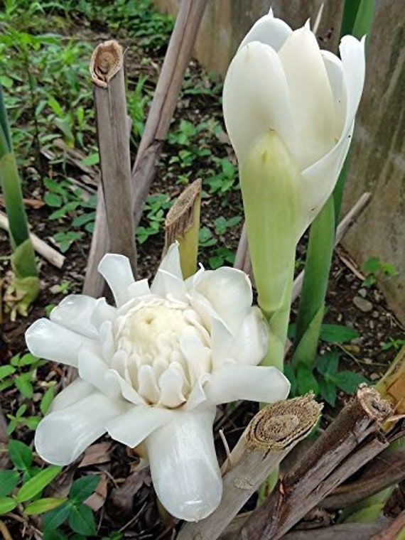 Hoxem Rare Exotic White Torch Ginger White Ginger Lily Torch Etsy Hoxem Rare Exotic White Torch Ginger White Ginger Lily Torch Etsy