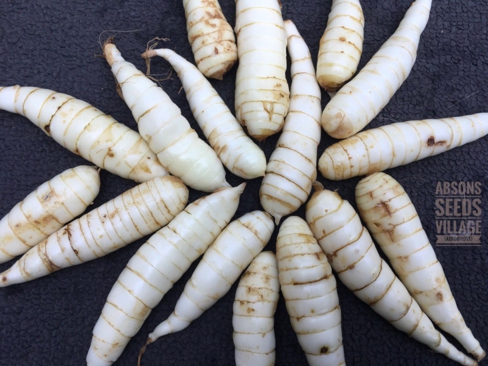 Arrowroot Bulbs Maranta Arundinacea Arrowroot Maranta 3 9 Etsy