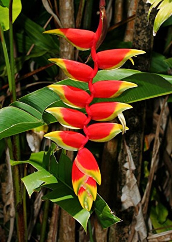 Heliconia Tropical Rostrata Rare Variety 1 Rhizome Etsy