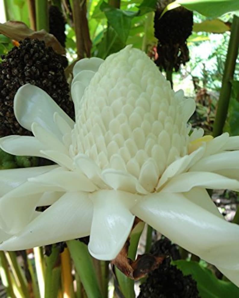 Hoxem Rare Exotic White Torch Ginger White Ginger Lily Torch Etsy