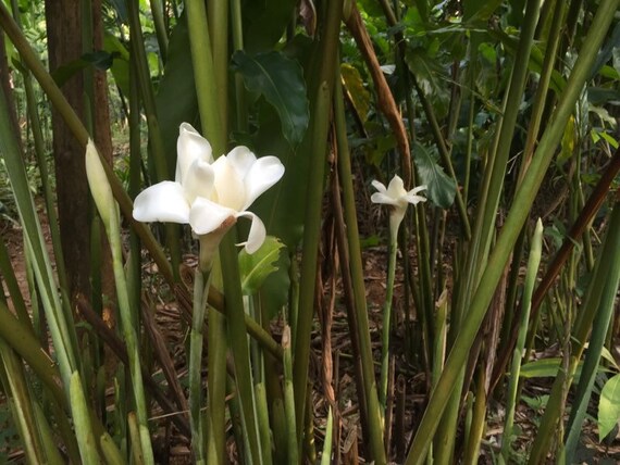 Rare Exotic White Torch Ginger White Ginger Lily Torch Lily Etsy
