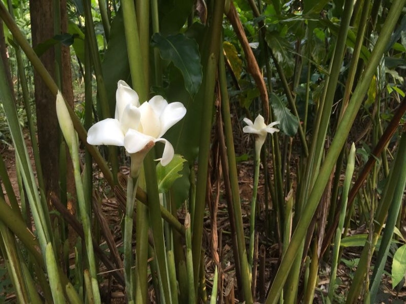 Etlingera elatior blanc - 6 Graines Exotique Plante. belle rare Torch Ginger Etlingera elatior blanc - 6 Graines Exotique Plante. belle rare Torch Ginger