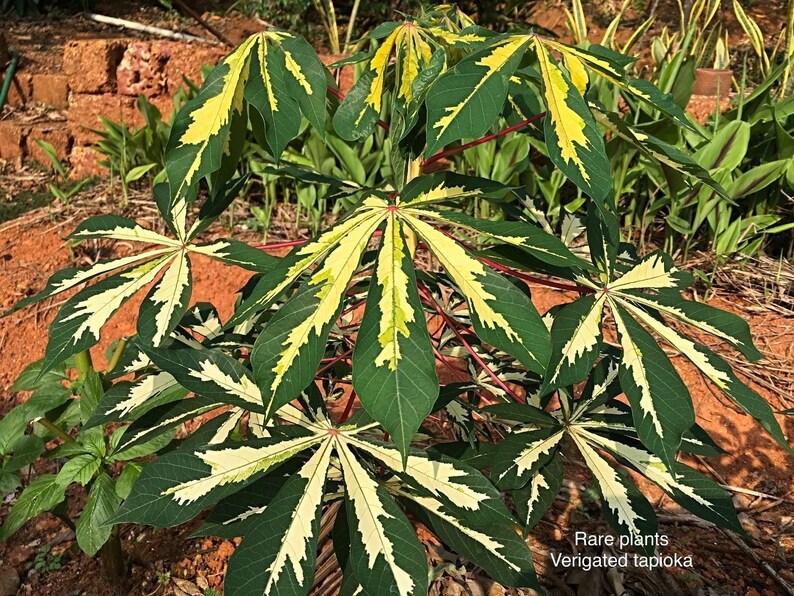 5 Inch 2-6 Stem Cuttings Rarest Yellow Verigated Tapioca Manihot Esculenta Cassava