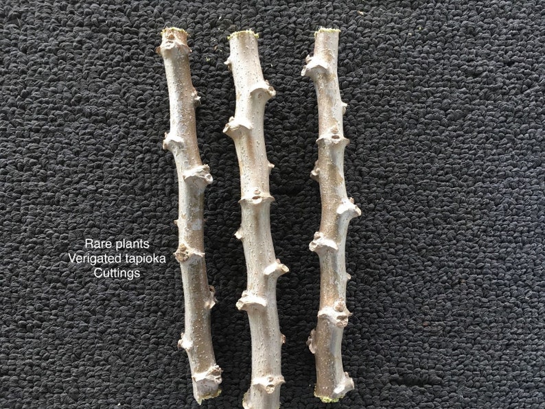 5 Inch 2-6 Stem Cuttings Rarest Yellow Verigated Tapioca Manihot Esculenta Cassava