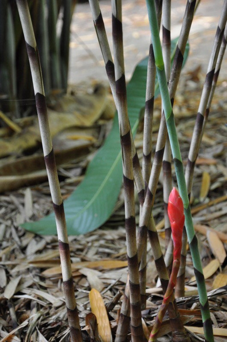 Zebra Bamboo Ginger Bamboo Costus Snake Ginger Red Snake Etsy