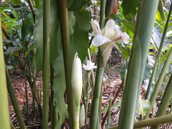 Rare Exotic White Torch Ginger White Ginger Lily Torch Lily Etsy