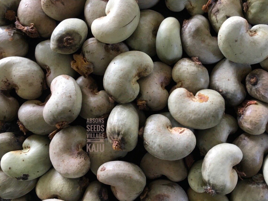 Cashew Nut Kaju Anacardium Occidentale cashew apple tree seed Etsy