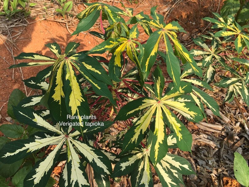 5 Inch 2-6 Stem Cuttings Rarest Yellow Verigated Tapioca Manihot Esculenta Cassava