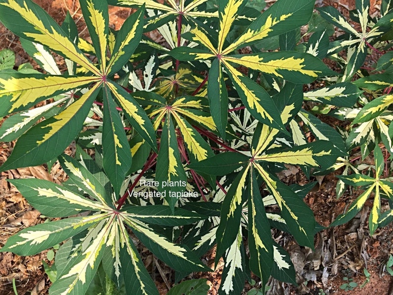 5 Inch 2-6 Stem Cuttings Rarest Yellow Verigated Tapioca Manihot Esculenta Cassava