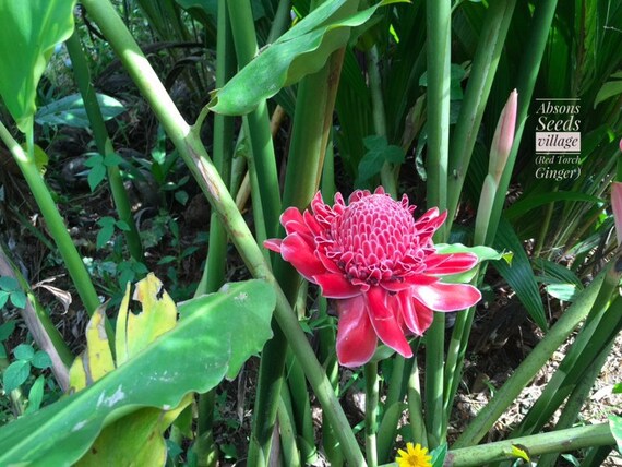 Hoxem Rare Red Torch Ginger Lily Etlingera Elatior Growable Etsy