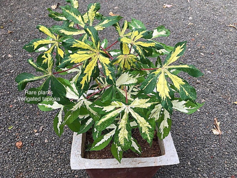 5 Inch 2-6 Stem Cuttings Rarest Yellow Verigated Tapioca Manihot Esculenta Cassava