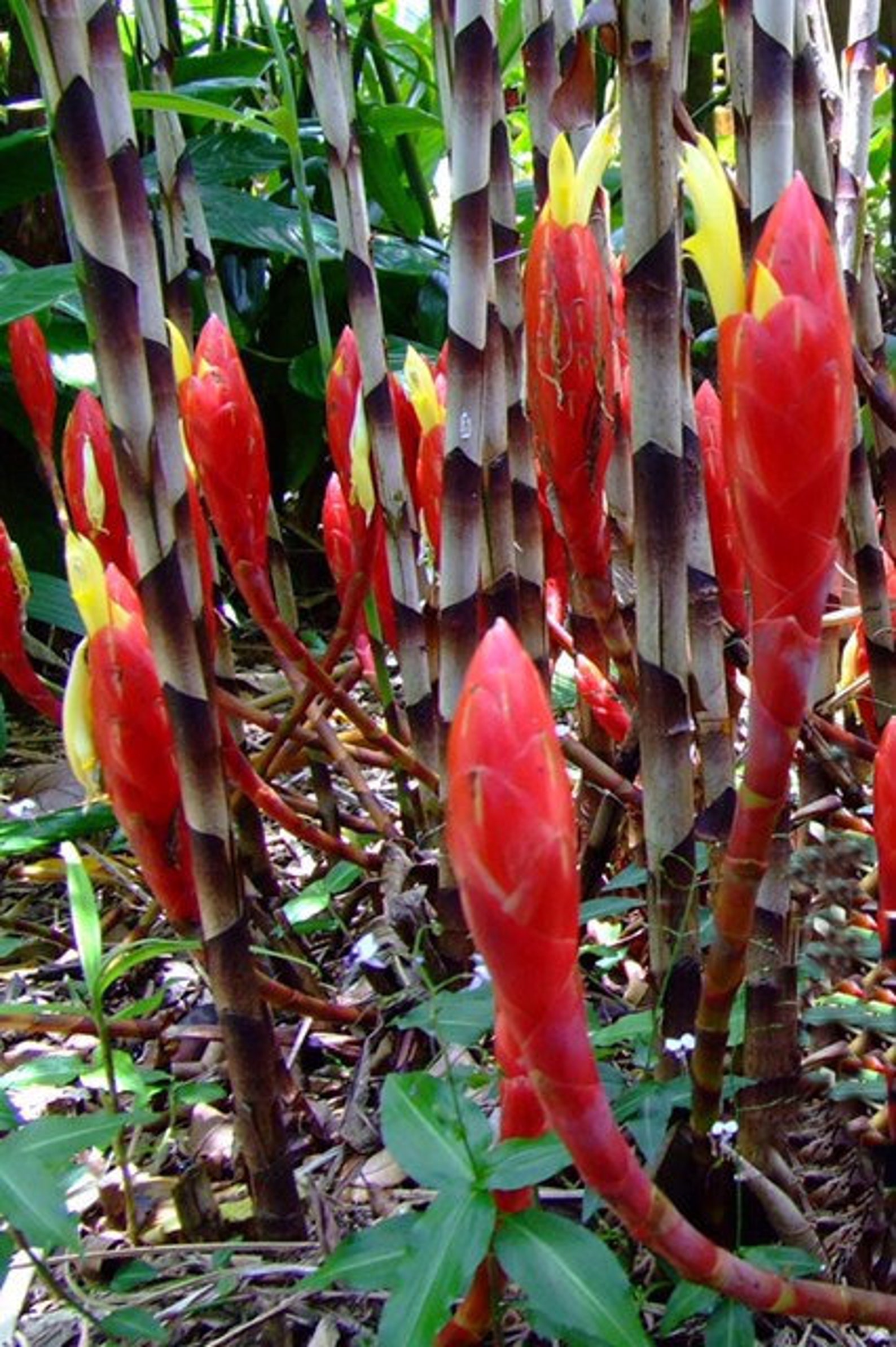 Zebra Bamboo Ginger Bamboo Costus Snake Ginger Red Snake Etsy