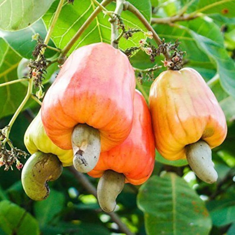 cashew apple buy cashew apple buy