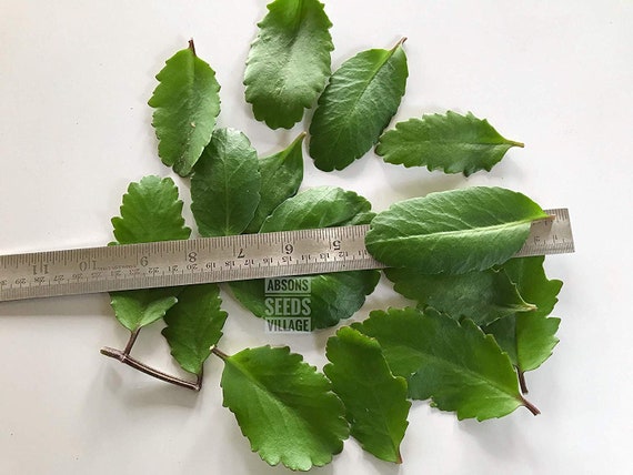 Bryophyllum Pinnatummiracle Leafkatakatakalife Plant Pashan Etsy