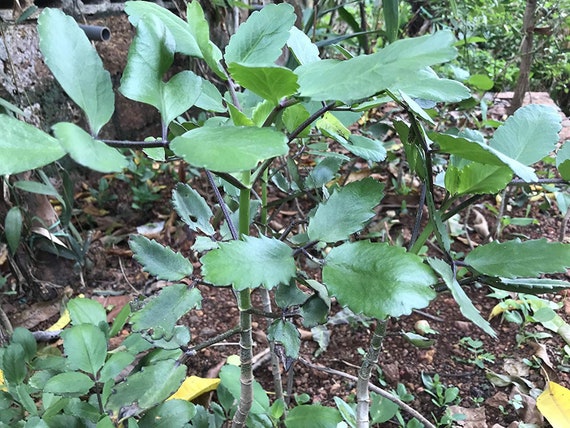 Bryophyllum Pinnatummiracle Leafkatakatakalife Plant Pashan Etsy
