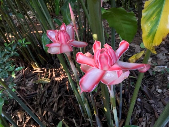 Exotic Pink Torch Ginger Pink Ginger Lily Torch Etsy