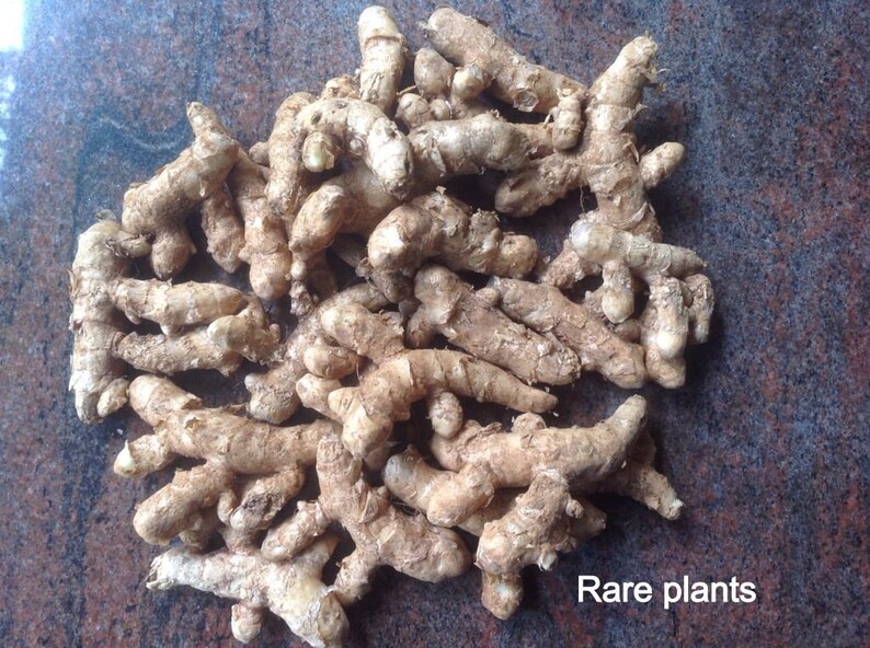 Rarest Curcuma Caesia / Black Turmeric / Kali Haldi Rhizomes Etsy