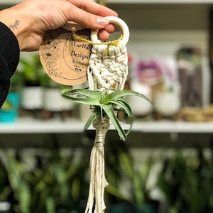 Macrame Air Plant Hanger
