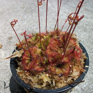Carnivorous Spoon Leaf Sundew Drosera Spathulata Plant 3 inch pot