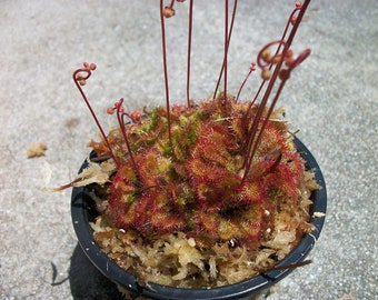 Carnivorous Spoon Leaf Sundew Drosera Spathulata Plant 3 inch pot