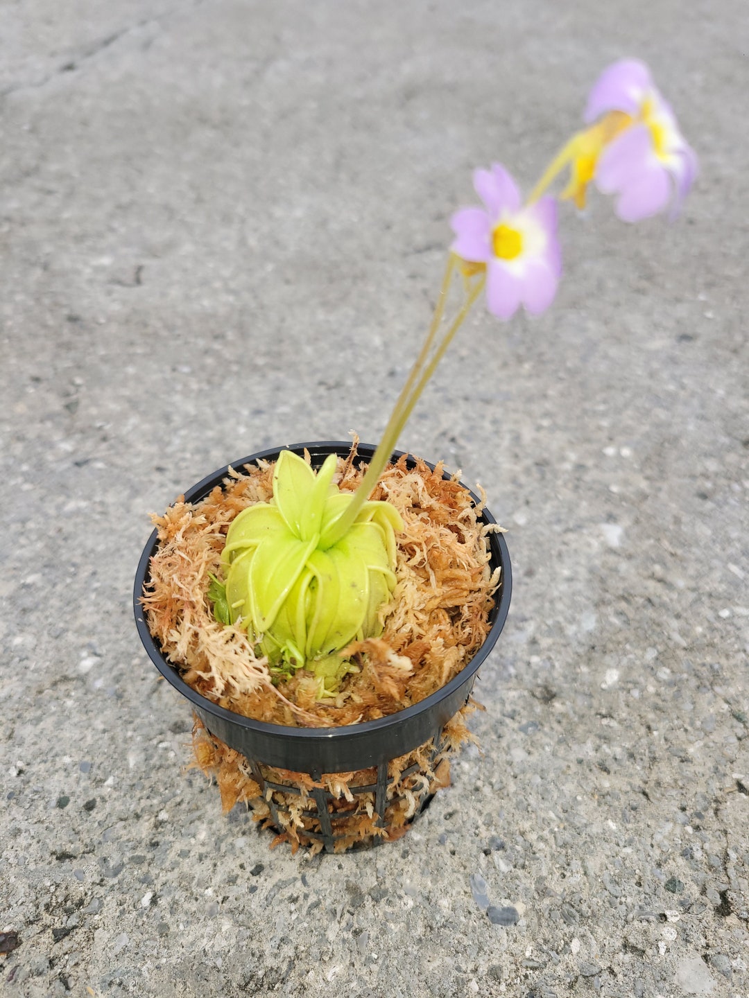 lechenaultia62 生水苔+P. primuliflora Pinguicula primuliflora - Wikipedia