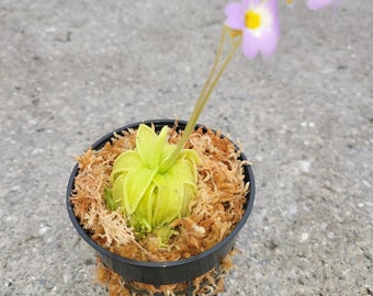 Carnivorous Primrose Butterwort (Pinguicula Primuliflora) Plant 3 inch Pot
