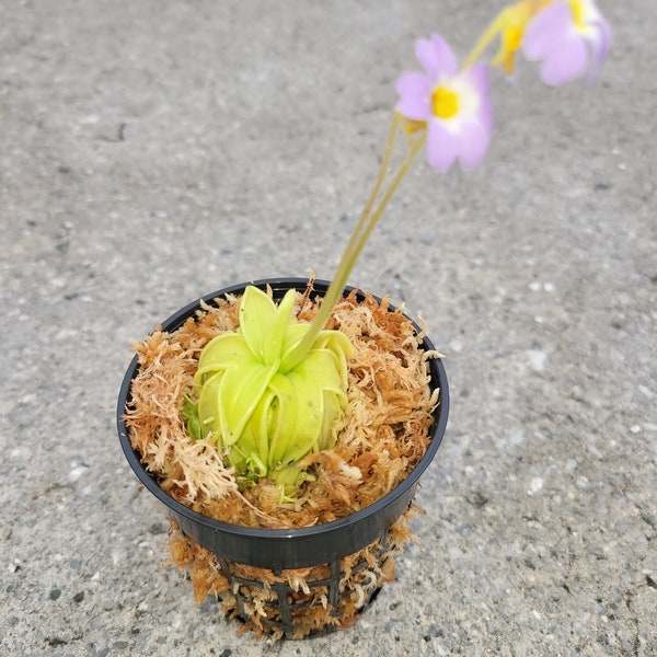 Carnivorous Primrose Butterwort (Pinguicula Primuliflora) Plant 3 inch Pot