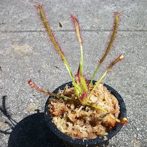May include: A close-up of a carnivorous sundew plant with red tentacles growing in a black pot filled with brown moss.