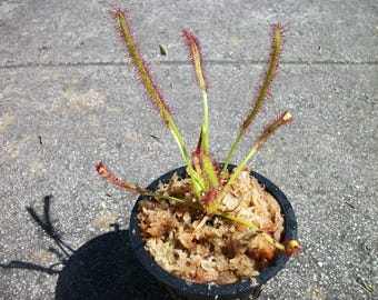 Carnivorous Cape Sundew Drosera Capensis Plant 3 inch pot