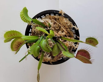 Giant Venus Fly Trap | Etsy