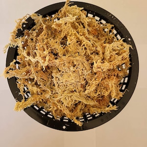 May include: A top-down view of a black plastic mesh pot filled with dried, light brown sphagnum moss. The moss has a tangled, fibrous texture and is tightly packed within the pot, ready for use in gardening or plant propagation.