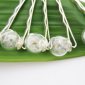 5 echte Pusteblume Haarklammern Haarspange Brautschmuck Pin Klammer Spange Haar Haare Brautfrisur Frisur Blütenschmuck Haarschmuck Braut Bild 3