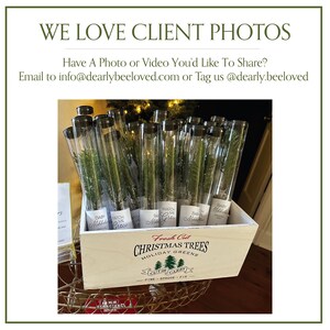 BULK 100 Let Love Grow Wedding Favor | Pine Seedling Wedding Favor | Gift Tree Wedding Favor | Spruce Wedding Favor | Bridal Shower Favor imagen 17