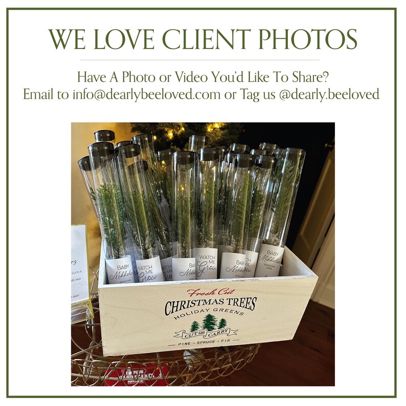 BULK 100 Let Love Grow Wedding Favor | Pine Seedling Wedding Favor | Gift Tree Wedding Favor | Spruce Wedding Favor | Bridal Shower Favor imagen 17